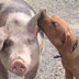 [Photo] usono mit der dicken Bette